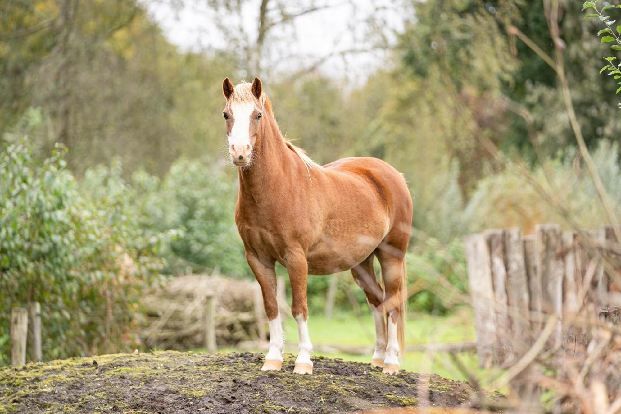 Boksheidebuiten Eersel Bagian luar foto